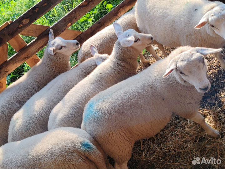Овцы тексель