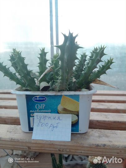 Комнатные растения