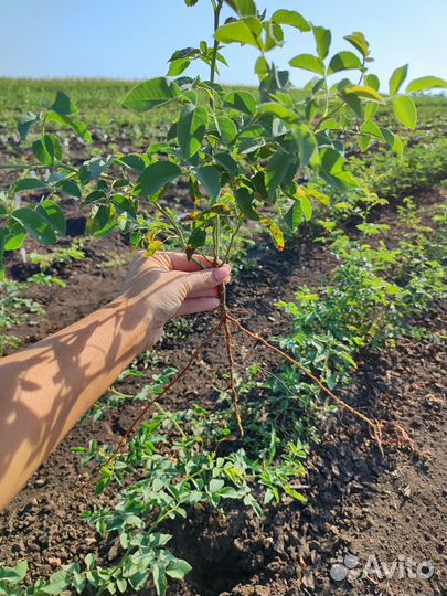 Подвой Шиповник не колючий опт