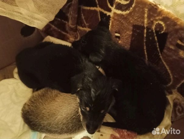Щеночки в добрые руки