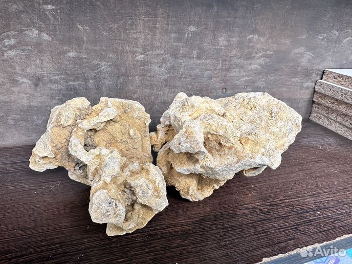 Крымский песчанник в аквариум