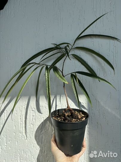 Фикусы разные