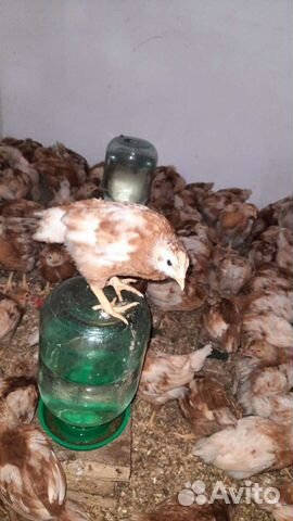 Цыплята Ломан Браун 1,5 месяца