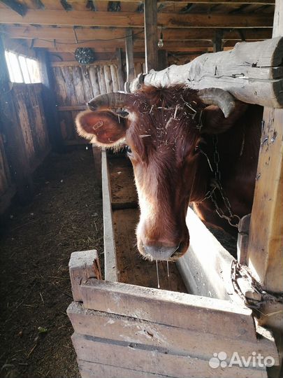 Корова дойная