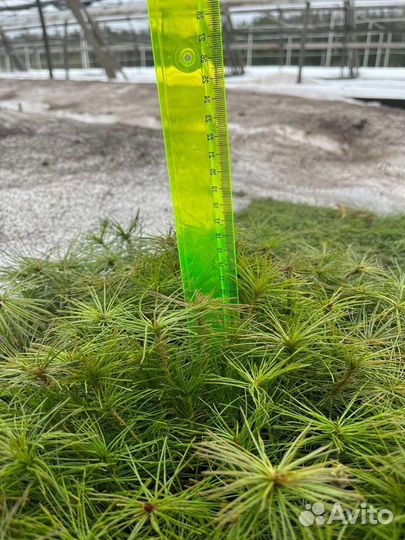 Саженцы зкс