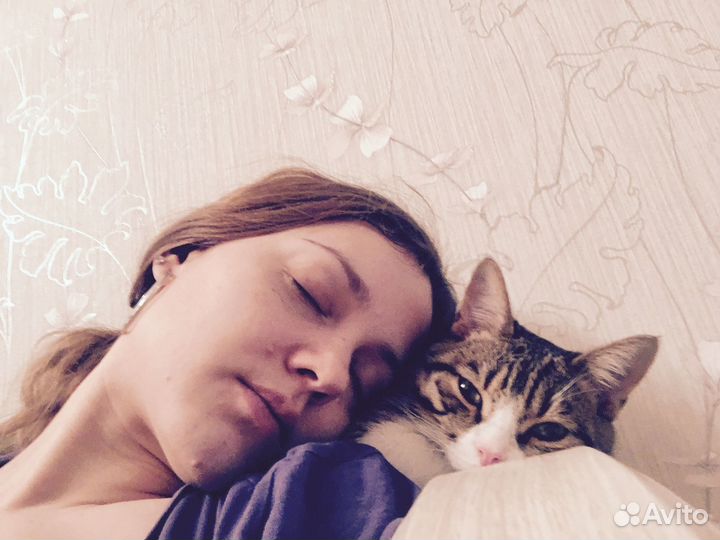 Передержка кошек