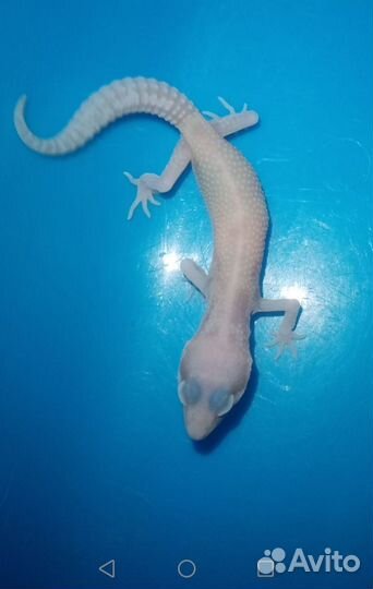 Эублефар малыши