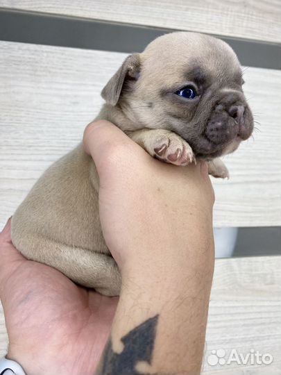 Французский бульдог девочка голубой фавн