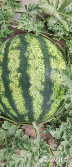 Арбуз Оптом