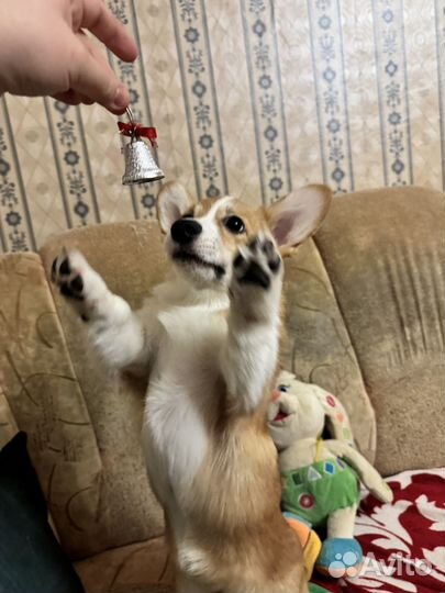 Корги щенок девочка