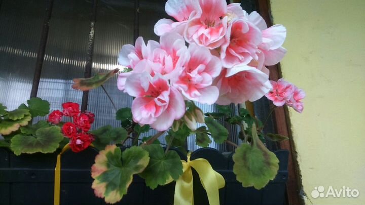 Почти вечноцветущая пеларгония-крупн-цв-2 растения