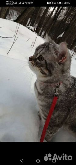 Передержка домашних животных