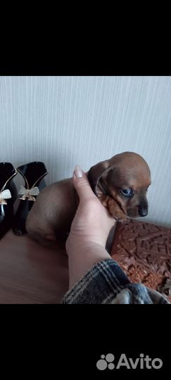 Такса чихуа