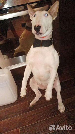 Вязка) Девочка Бультерьер хочет любви и ласки