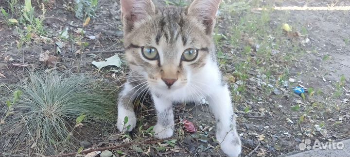 Котик (мася)