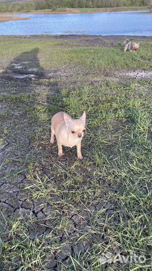 Девочка чихуахуа