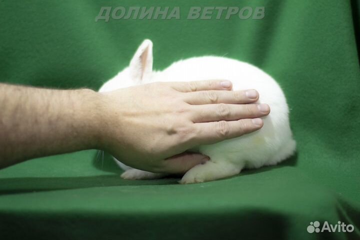 Карликовые хохоты кролики, родители на фото