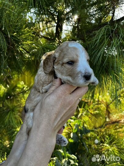 Щенки кокапу