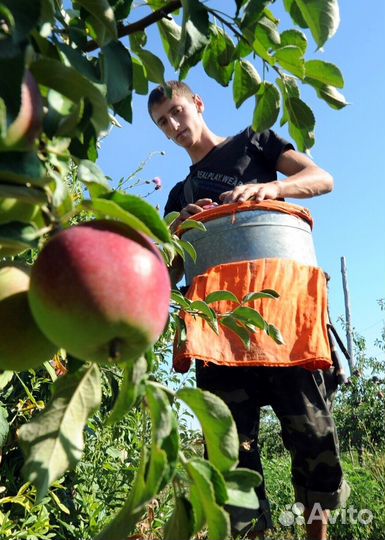 Сборщик на вахту