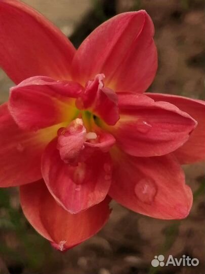 Зефирантес сортовой