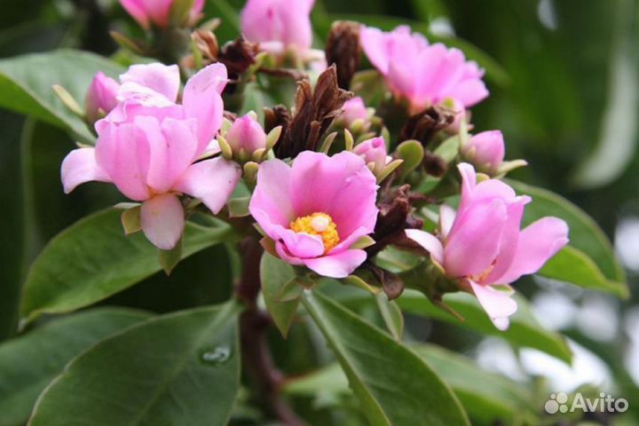 Переския шиповатая