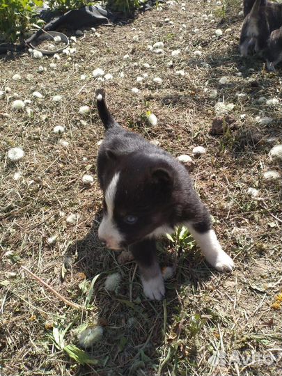 Щенки хаски