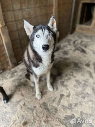 Сибирский хаски