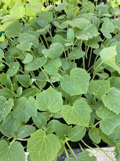 Продам овощную рассаду