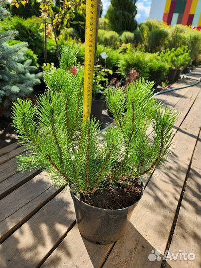 Сосна горная