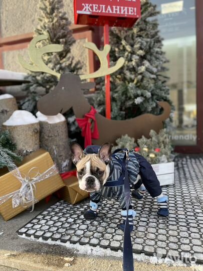 Комбинезон для средней собаки