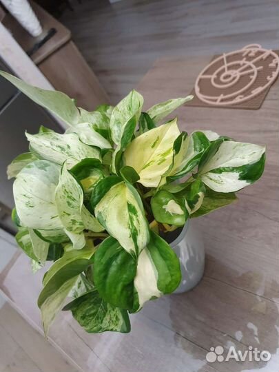 Ананас с плодом. Сциндапсусы разные