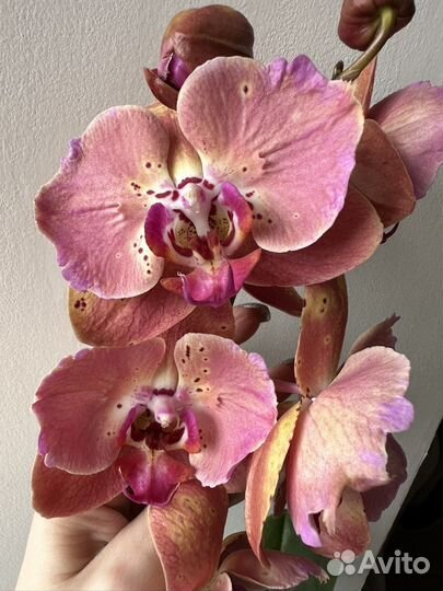 Орхидея бабочка