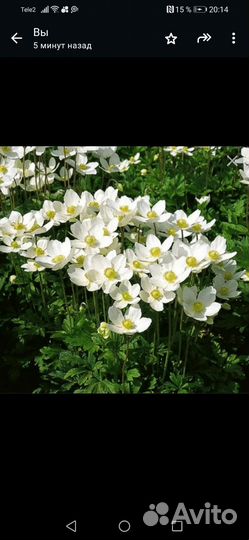 Растения цветы для сада