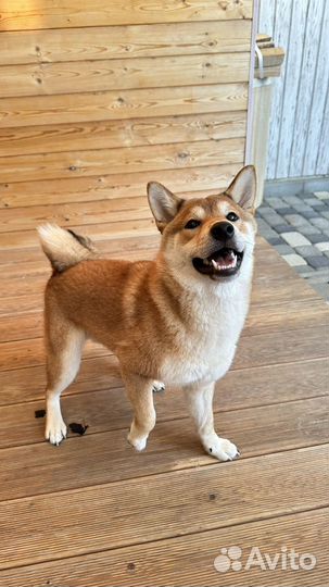 Щенок Сиба ину