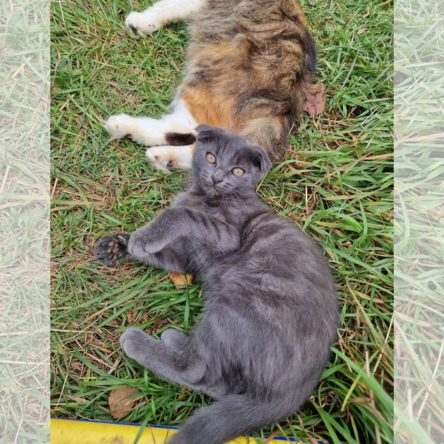 Котёнок в добрые руки