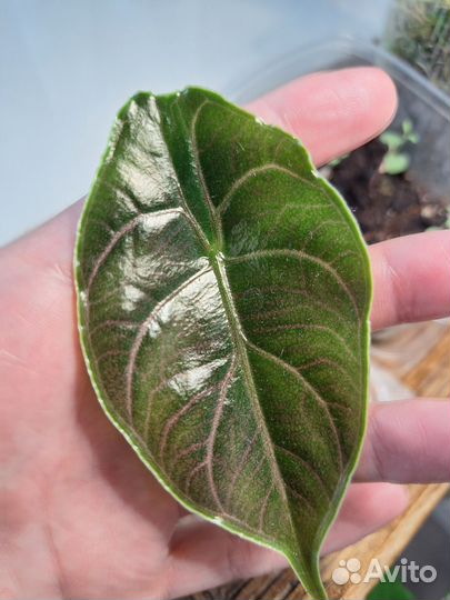 Алоказия Азлани (хамелеон)