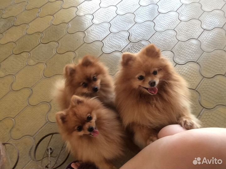 Передержка животных