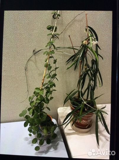 Хойя взрослая