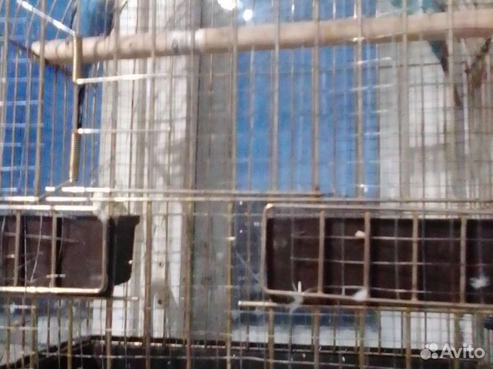 Волнистые попугаи