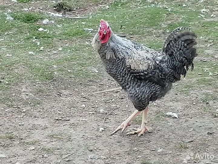 Мускусные утки