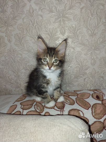 Котята мейн-кун