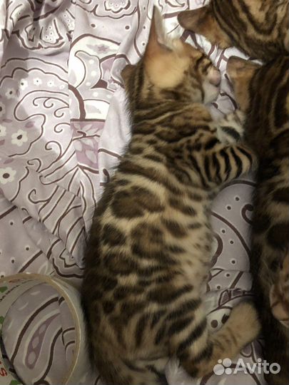 Бенгальская