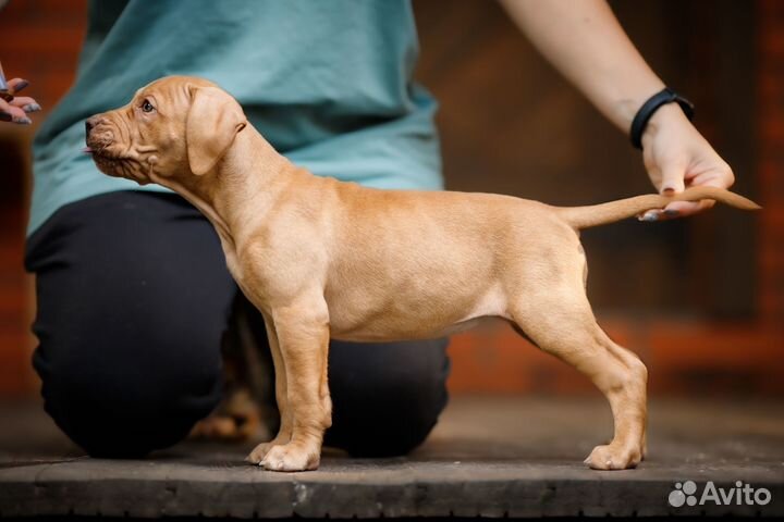 Шикарный щенок питбуля