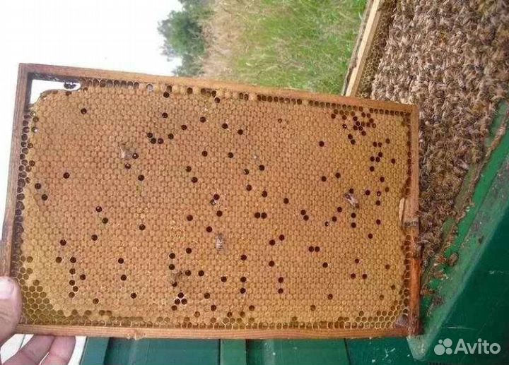 Пчелопакеты