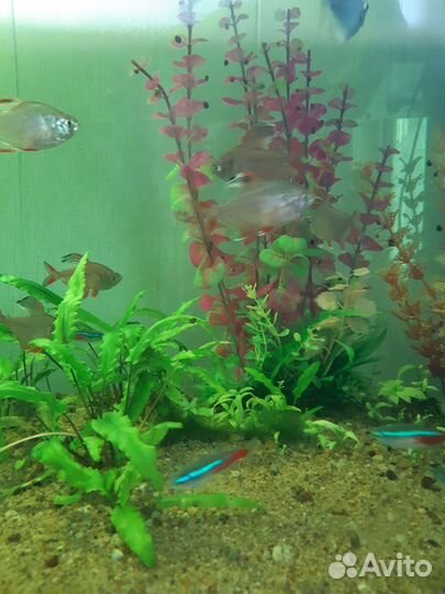 Аквариум,500литров