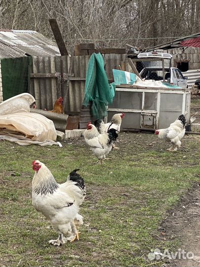 Петухи Брама