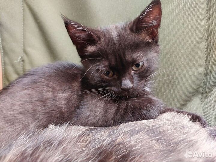 Котейка девочка 2 месяца