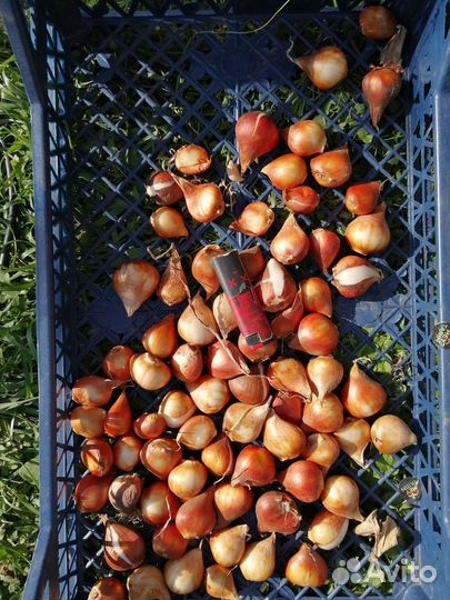 Луковицы тюльпанов (красные) детки