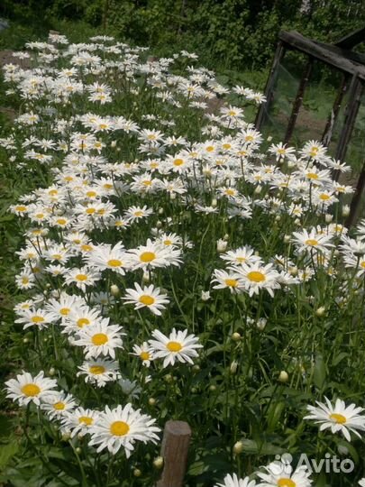 Ромашка садовая