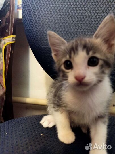 Отдам в дар котят